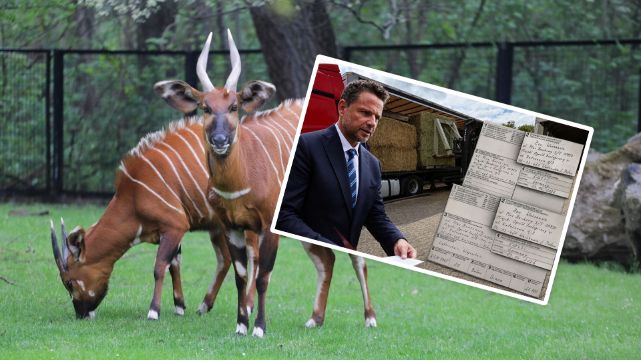 „Siano z Niemiec dla warszawskiego ZOO”. Manipulacja wPolsce24 i Suwerennej Polski  