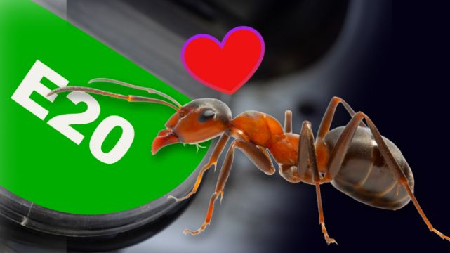 Mrówki lgną do E20? Producent zabrał głos
