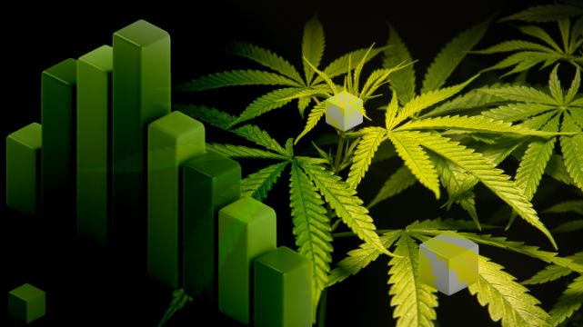 Czy marihuana naprawdę redukuje stres? Weryfikujemy 